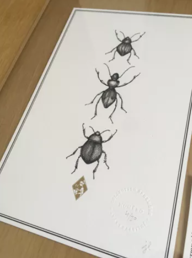 Illustration insects n°2, limited series