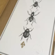 Illustration insectes n°2, série limitée