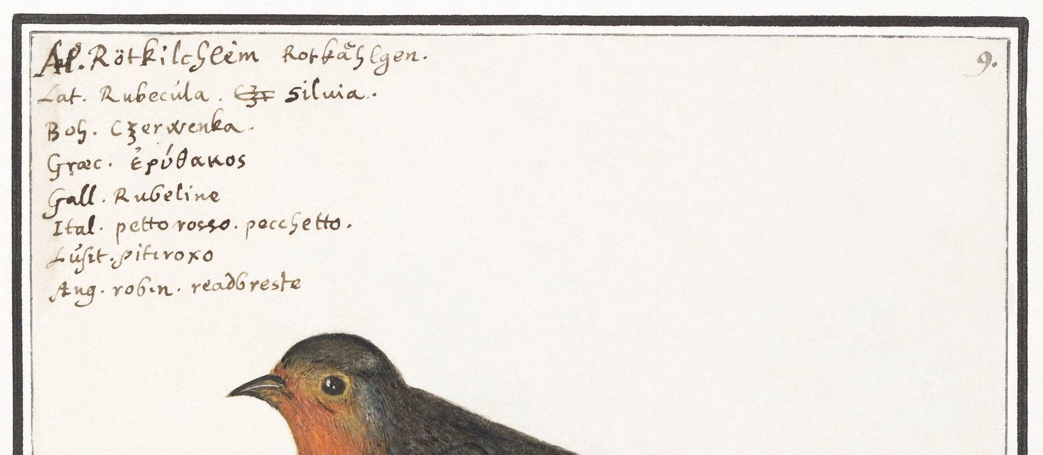 Poster about the Robin, based on an old engraving from 1610
