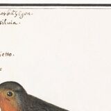 Poster about the Robin, based on an old engraving from 1610