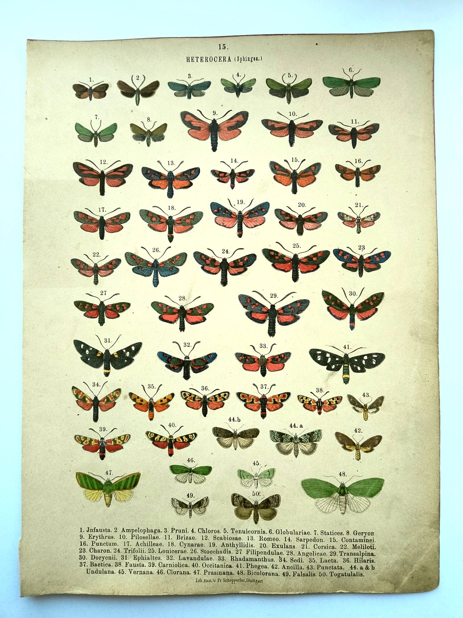 Antique lithograph of Butterflies - Engraving from 1887 - Janfausta insect