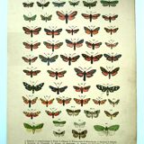 Lithographie ancienne de Papillons - Gravure de 1887 - Janfausta insecte