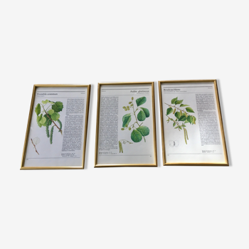 Illustrations botanique encadrées doré vintage