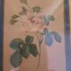 Planche botanique rose