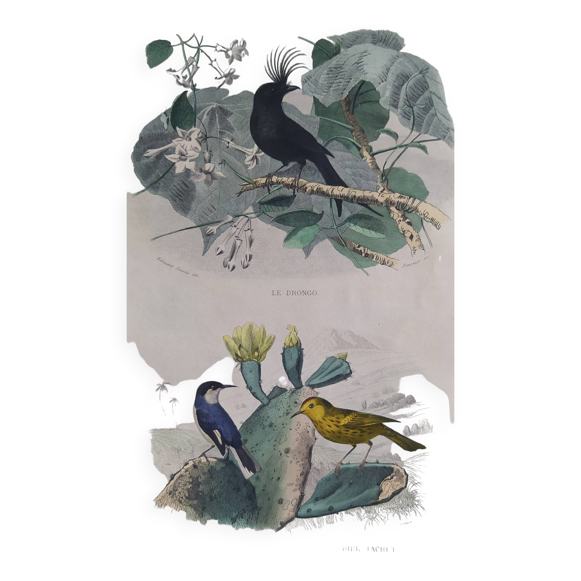 Ornithological Plate Buffon 1838 "Drongo, Iron Gray Fig, Spotted Fig"