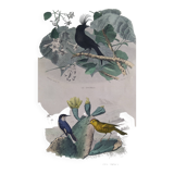 Ornithological Plate Buffon 1838 "Drongo, Iron Gray Fig, Spotted Fig"