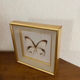 Naturalized butterfly frame, Papilionaceous argeus Borneo.