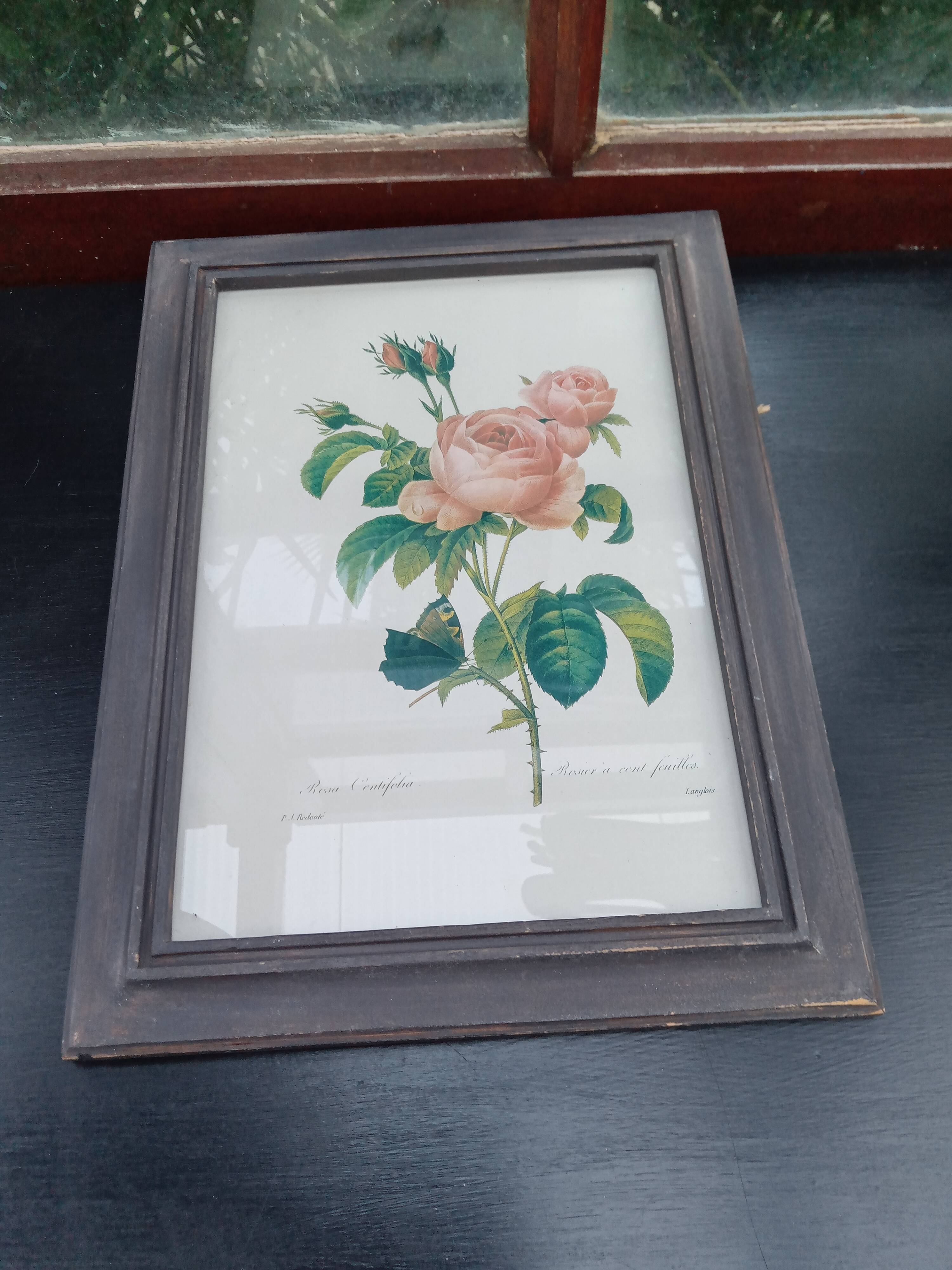 Botanical plate by Redouté