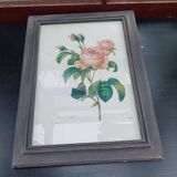 Botanical plate by Redouté