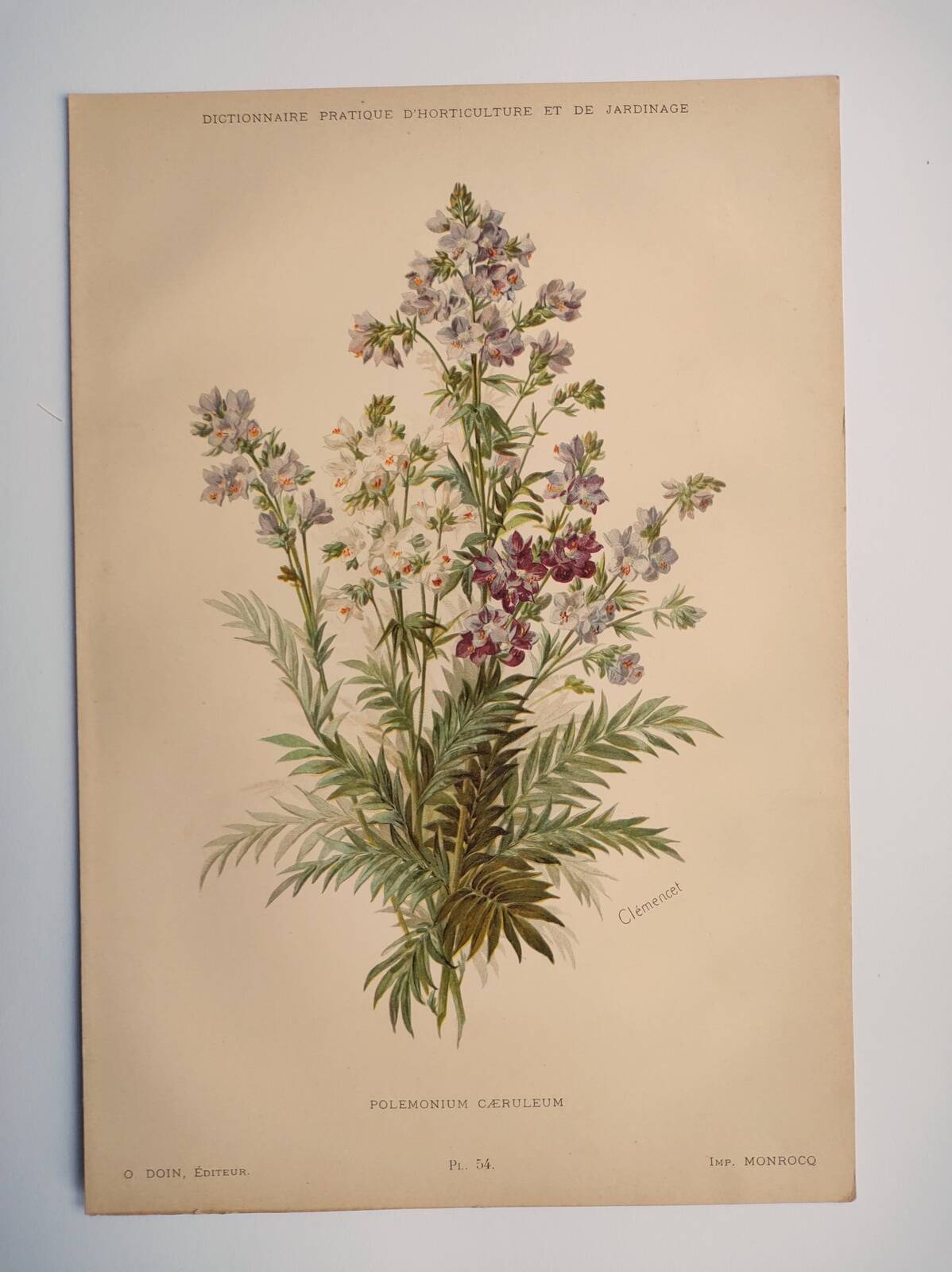 Planche botanique de 1897 - Polémoine Bleue - Gravure originale de fleur de Clemencet