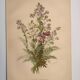 Planche botanique de 1897 - Polémoine Bleue - Gravure originale de fleur de Clemencet