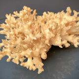 Ancient coral