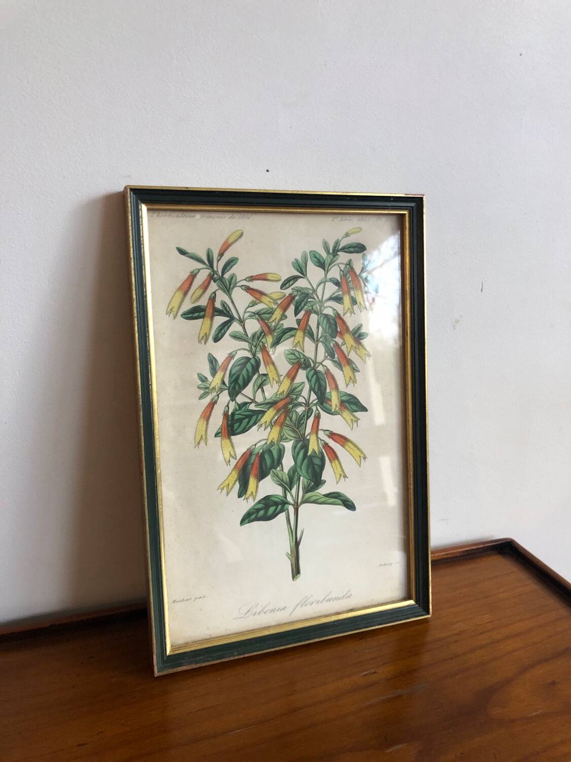 Vintage botanical illustration