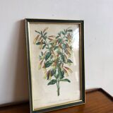 Vintage botanical illustration