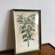Illustration vintage de botanique