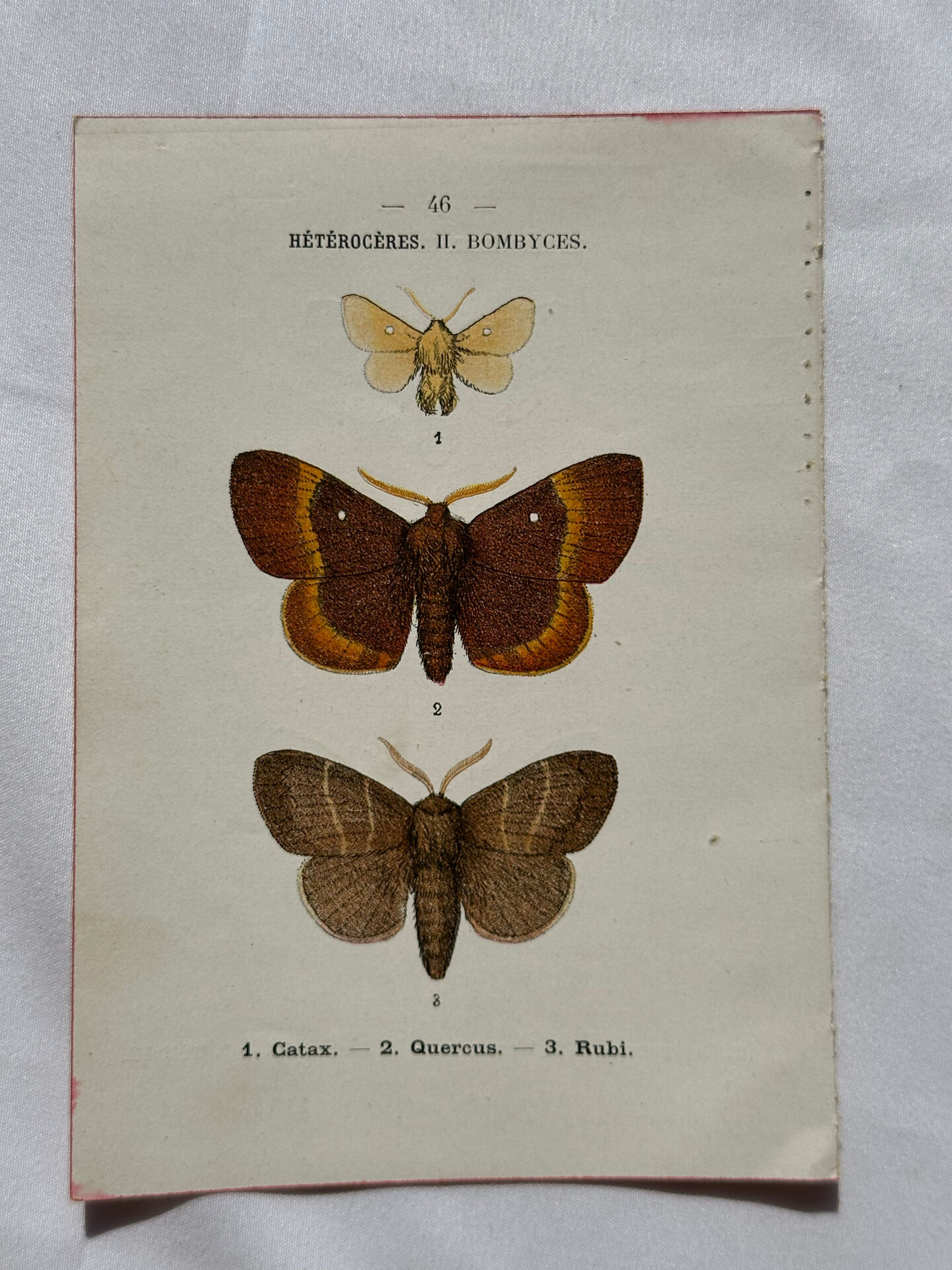 Botanical Plate 1800 Old naturalist engraving 19th century double-sided