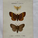 Botanical Plate 1800 Old naturalist engraving 19th century double-sided