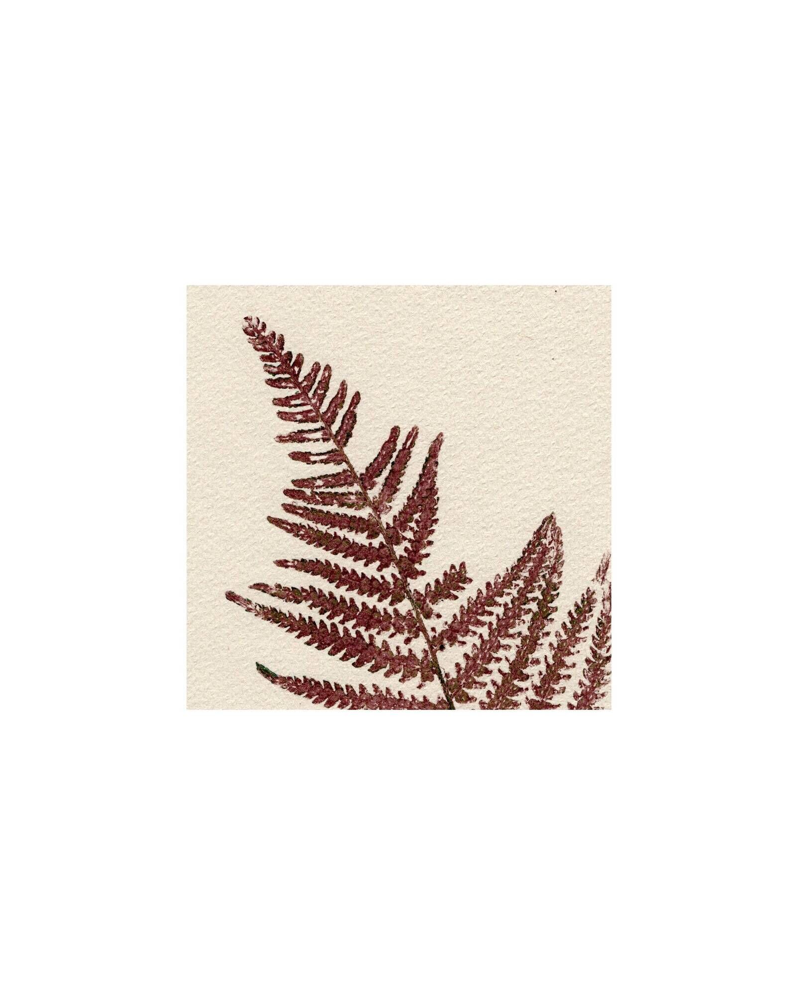 Collection of 4 herbarium paper paintings signed Eawy.