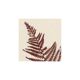 Collection of 4 herbarium paper paintings signed Eawy.