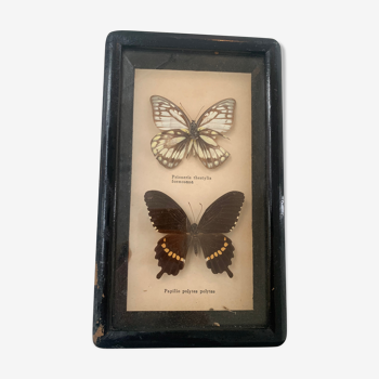 Cadre vintage de deux papillons, taxidermie