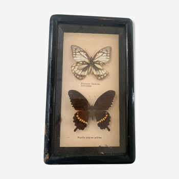 Vintage Display Of  Two Butterfly's, Taxidermy