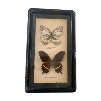 Vintage Display Of  Two Butterfly's, Taxidermy