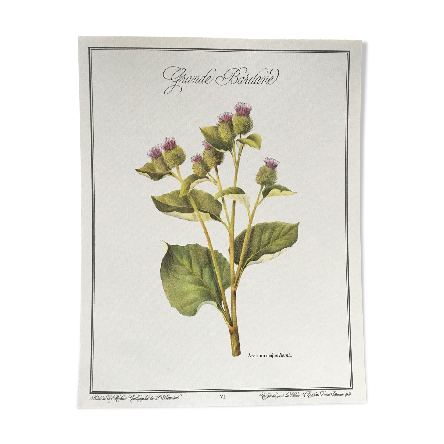 Botanical board the Great Burdock