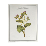 Botanical board the Great Burdock