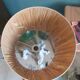 Wooden lamp and lampshade in vintage raffia