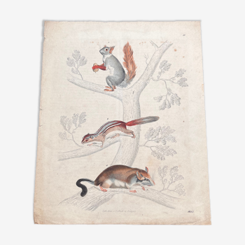 Poster (lithograph) squirrels