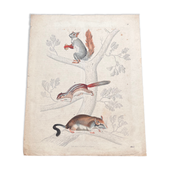 Affiche lithographie écureuils
