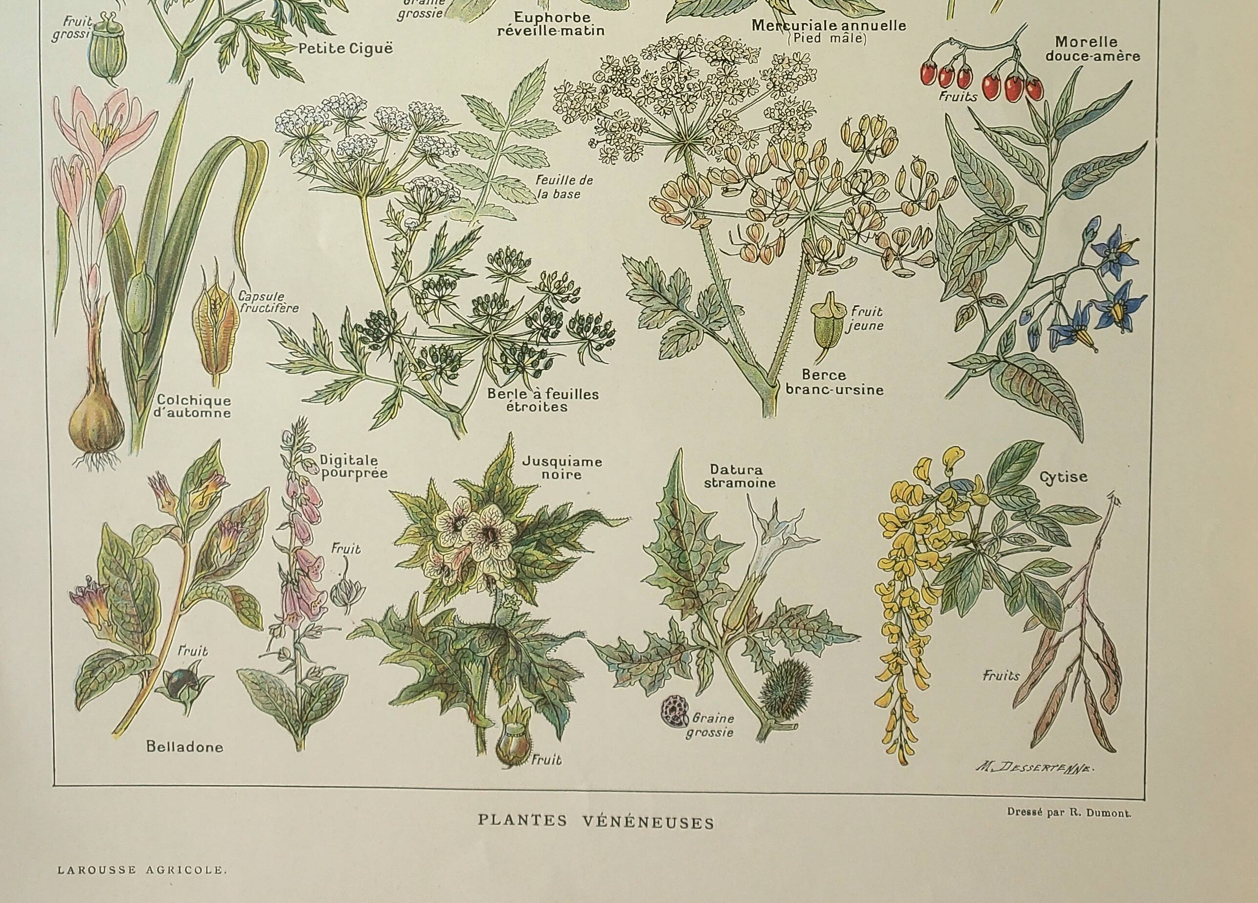 Old engraving 1922, Poisonous plants, flora, plant, flower • Lithograph, original illustration
