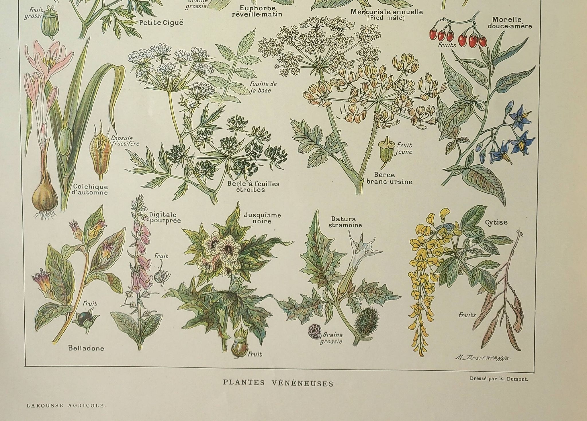 Old engraving 1922, Poisonous plants, flora, plant, flower • Lithograph, original illustration