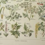 Gravure ancienne 1922, Plantes vénéneuses, flore, plante, fleur • Lithographie, illustration origina