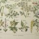 Old engraving 1922, Poisonous plants, flora, plant, flower • Lithograph, original illustration