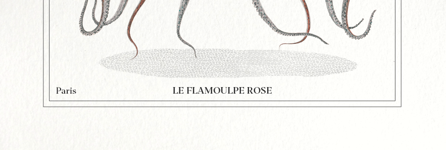 Chimera lithograph animal engraving - the pink flamoulpe