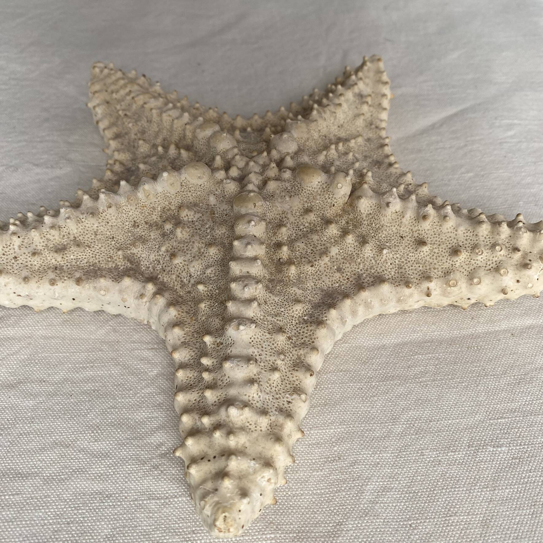 Large natural knotted starfish
