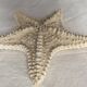 Large natural knotted starfish