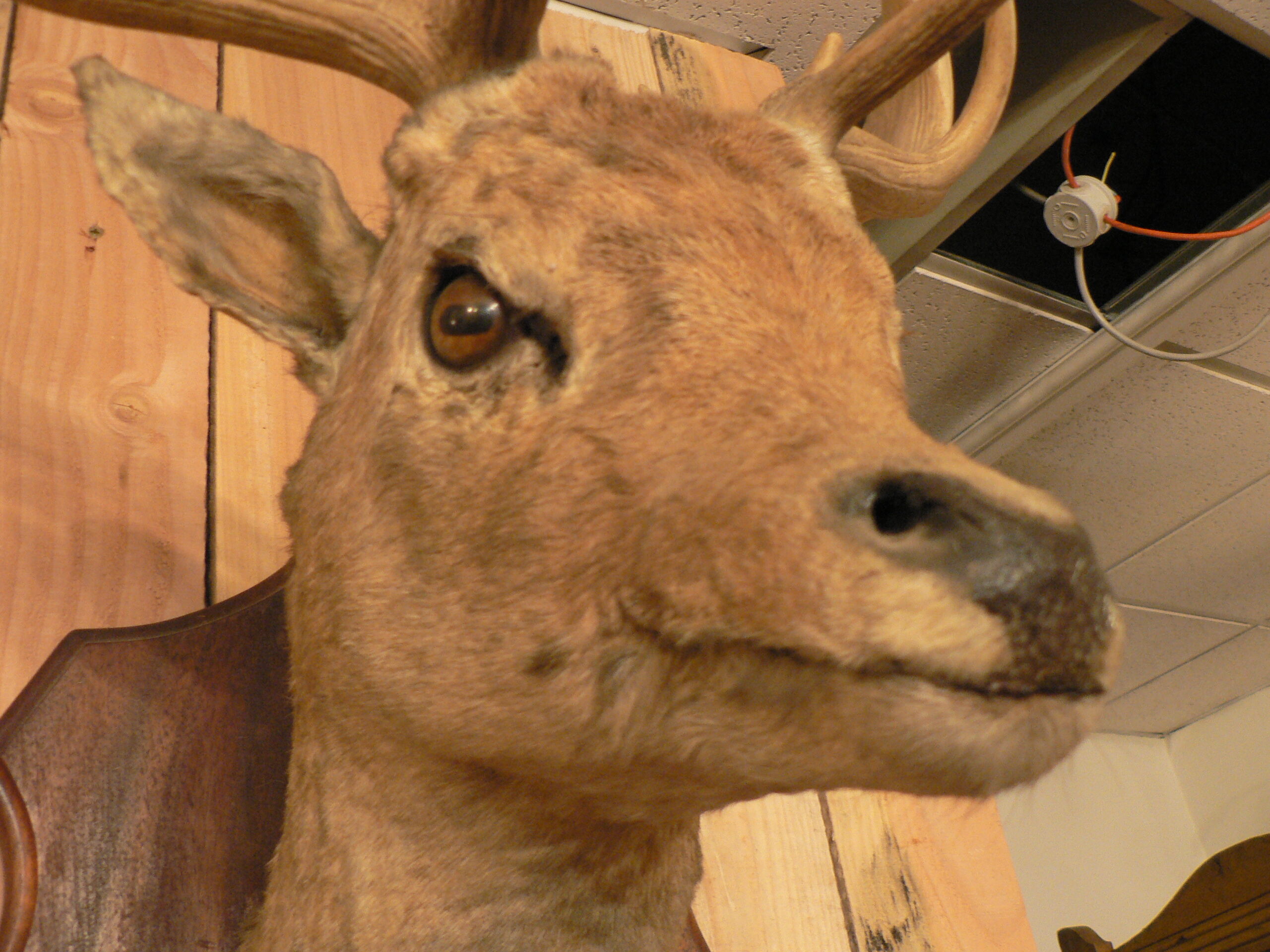 Naturalized deer hunting trophy head