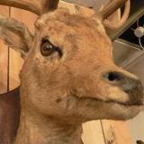 Naturalized deer hunting trophy head