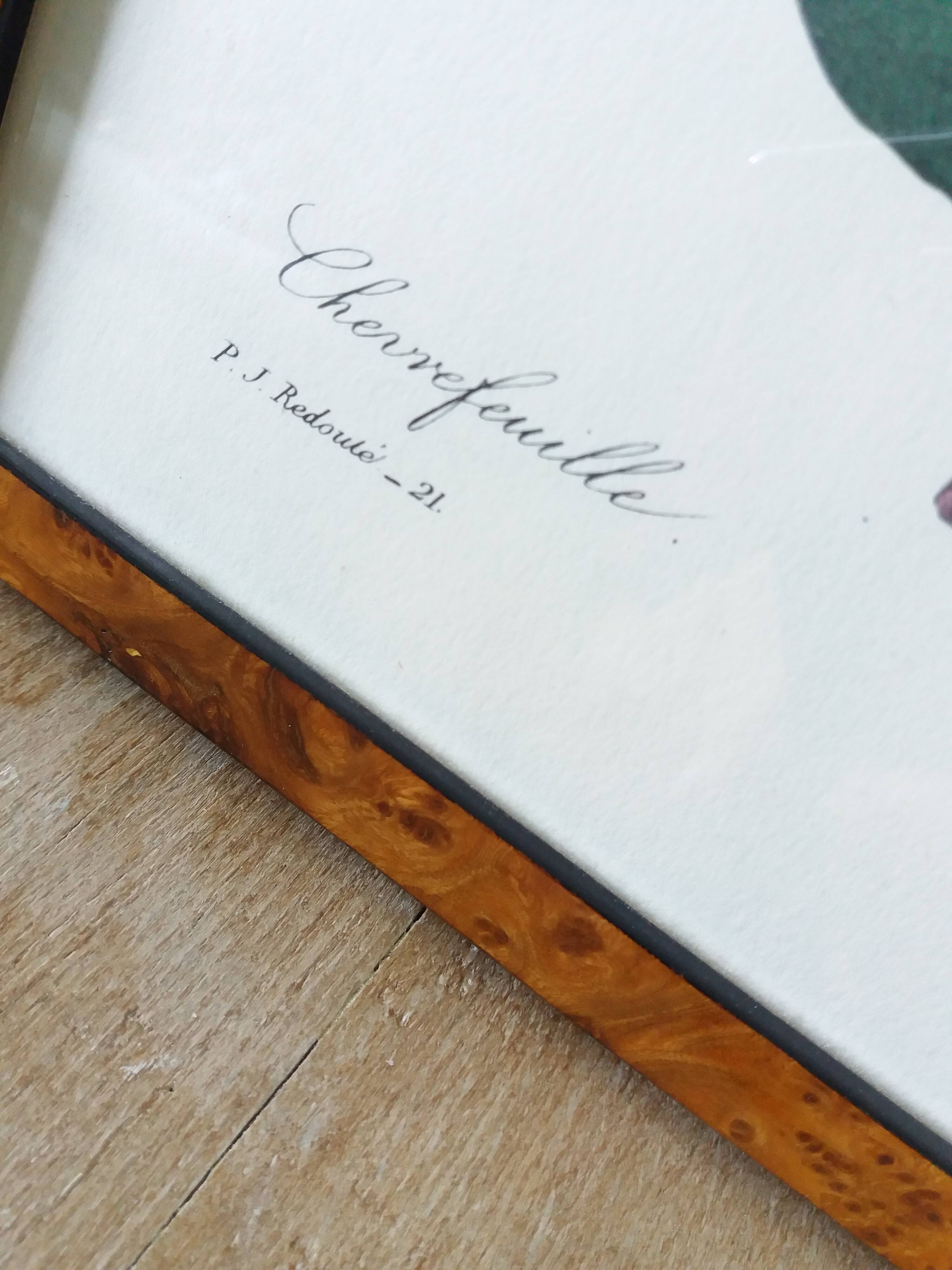 Framed botanical plate, flower illustration by Pierre Joseph Redouté