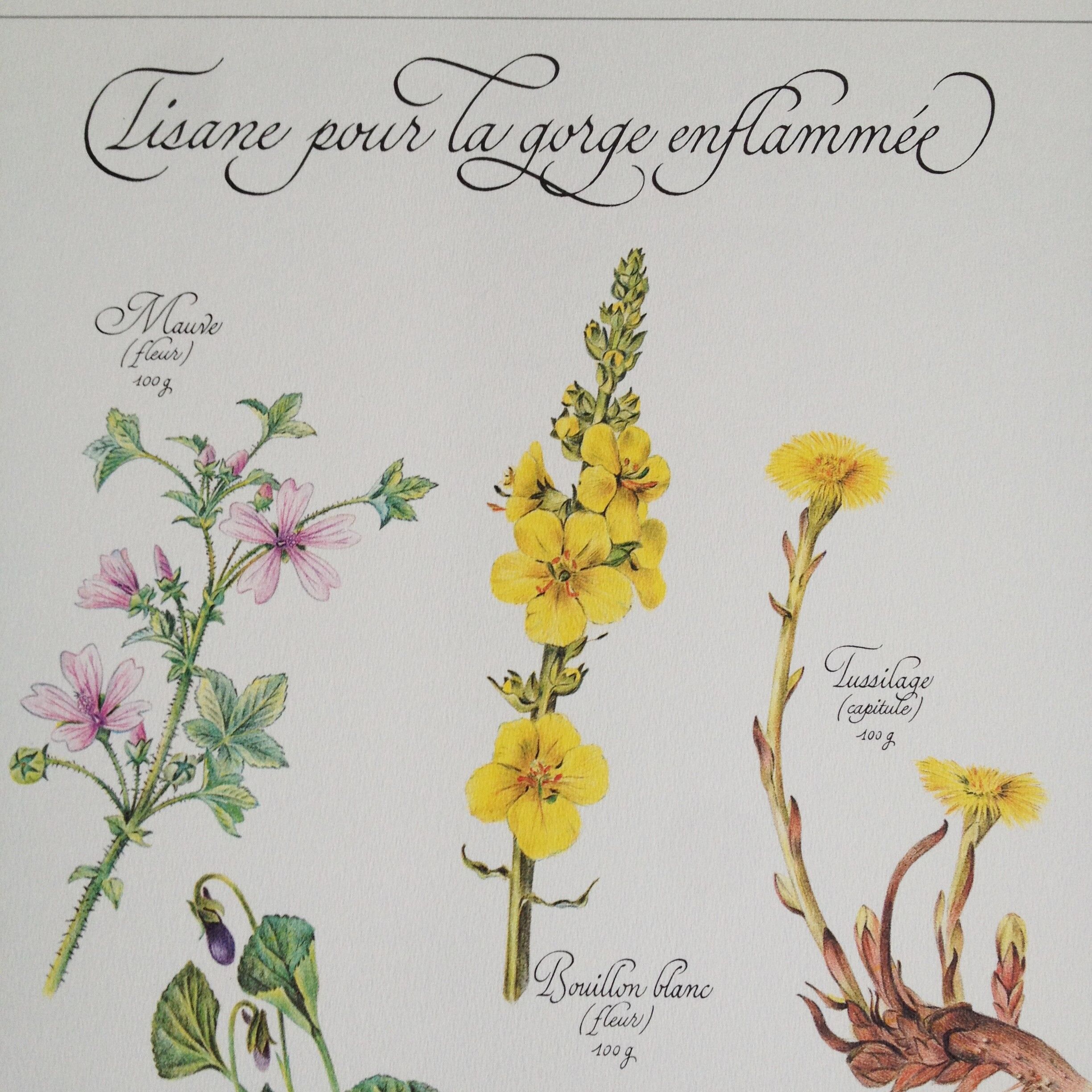 Botanical plate tisane