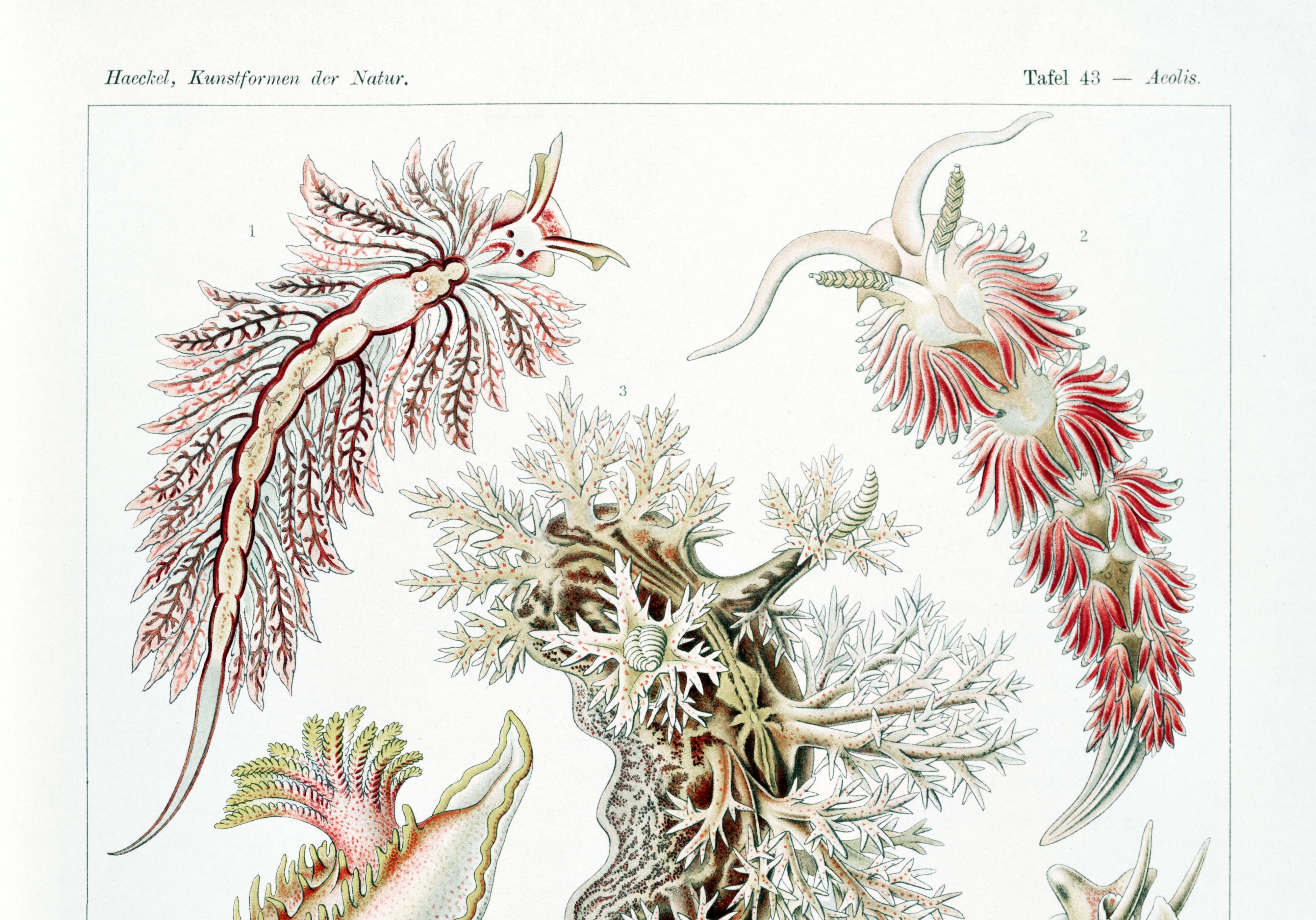 Poster about sea slugs, based on an old lithograph from 1904.