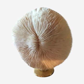 White fungia coral
