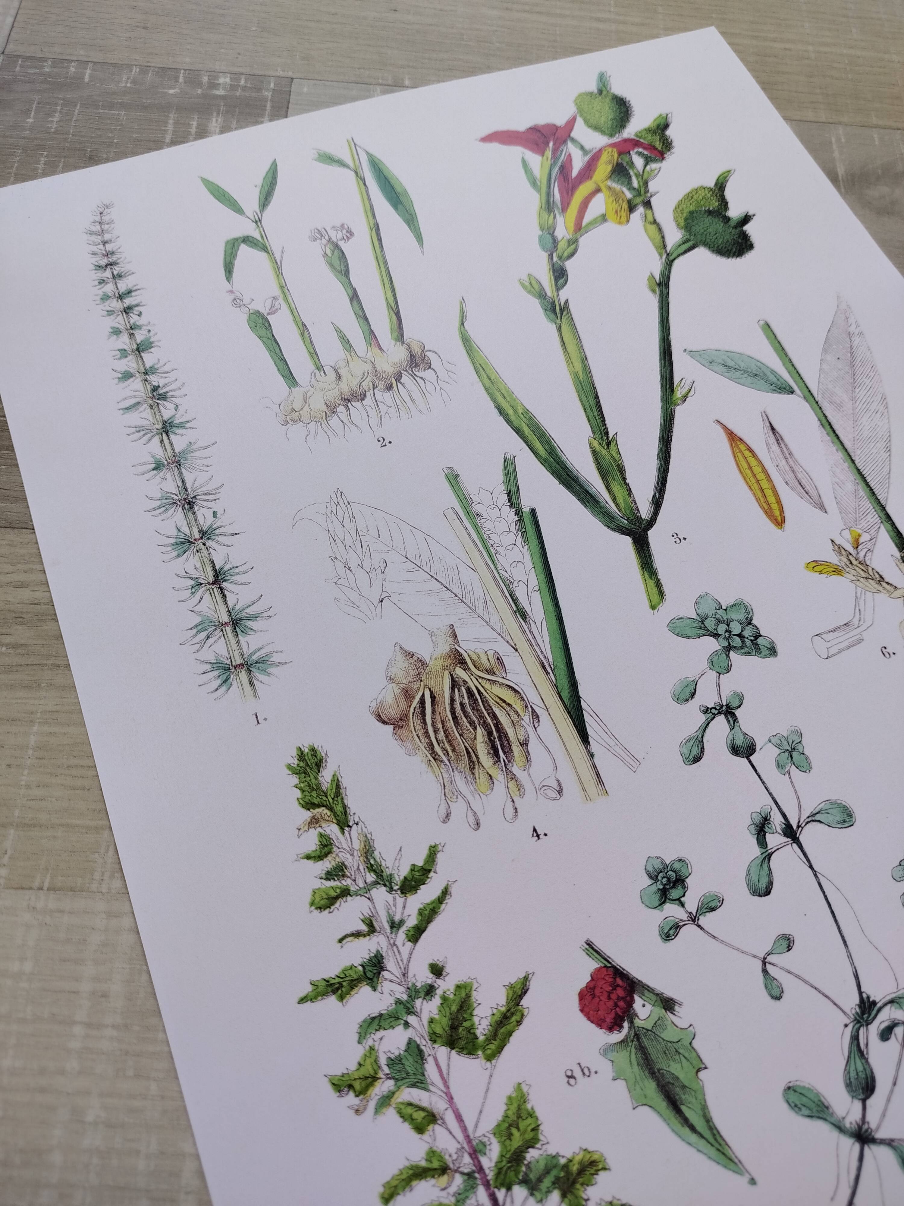 Poster on plants, based on an engraving from 1881 "ginger"