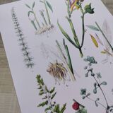 Poster on plants, based on an engraving from 1881 "ginger"