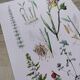Affiche sur les plantes, d'après une gravure de 1881 "gingembre"