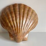 Shell wall enameled by aljezur