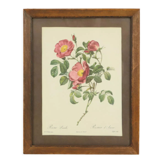 Vintage rose print card framed rosa lumila p.j. redoubt 25x20cm