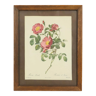 Carte imprimée rose vintage encadrée rosa lumila pj redoute 25x20cm
